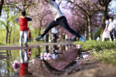 Kirschblüte in Berlin