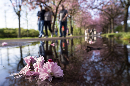 Kirschblüte in Berlin