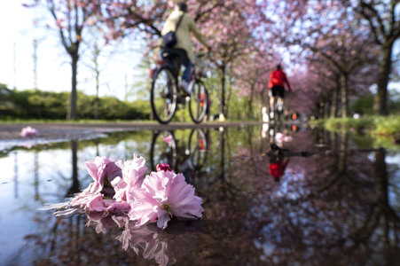 Kirschblüte in Berlin