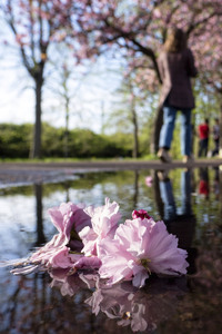 Kirschblüte in Berlin