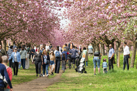 Kirschblüte in Berlin