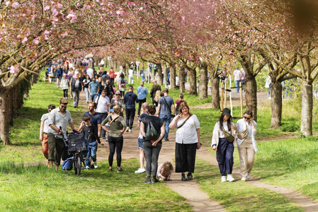 Kirschblüte in Berlin