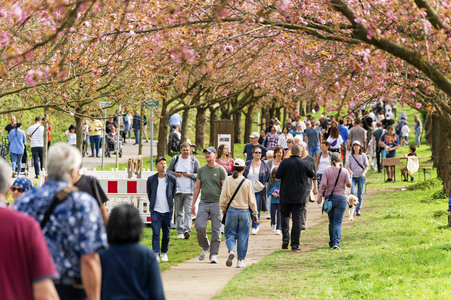Kirschblüte in Berlin