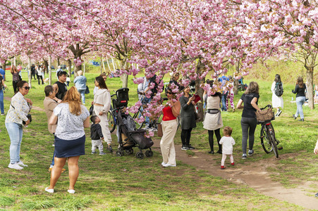 Kirschblüte in Berlin