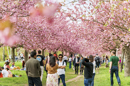Kirschblüte in Berlin