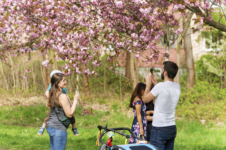 Kirschblüte in Berlin