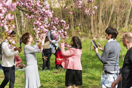 Kirschblüte in Berlin