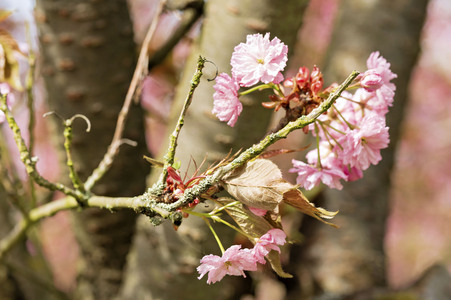 Kirschblüte in Berlin