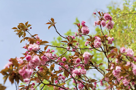 Kirschblüte in Berlin