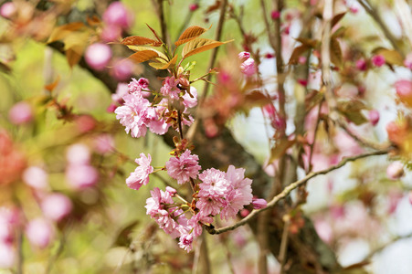 Kirschblüte in Berlin