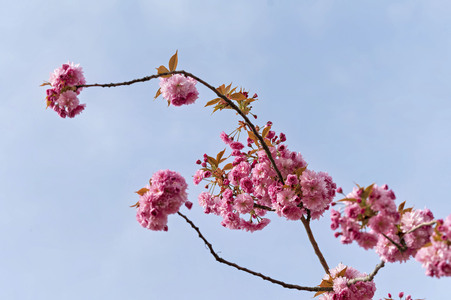 Kirschblüte in Berlin