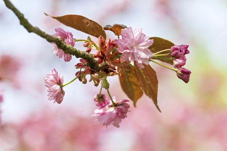 Kirschblüte in Berlin