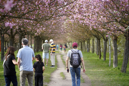 Kirschblüte in Berlin