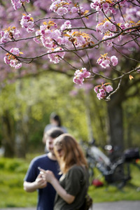 Kirschblüte in Berlin