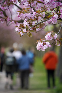Kirschblüte in Berlin
