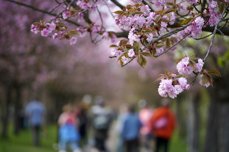 Kirschblüte in Berlin