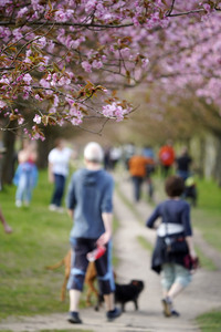 Kirschblüte in Berlin