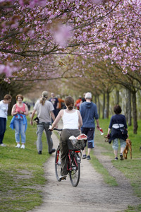 Kirschblüte in Berlin