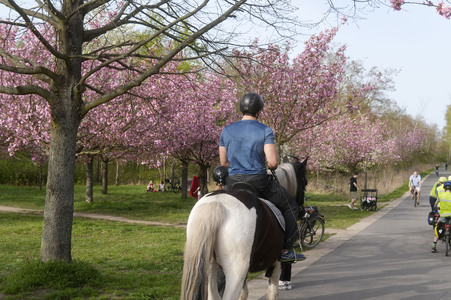 Kirschblüte in Berlin