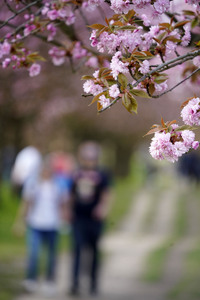 Kirschblüte in Berlin