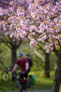 Kirschblüte in Berlin
