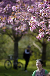 Kirschblüte in Berlin