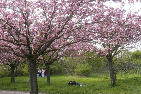 Kirschblüte in Berlin