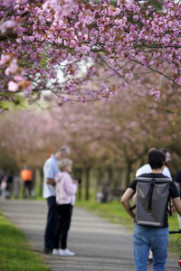 Kirschblüte in Berlin