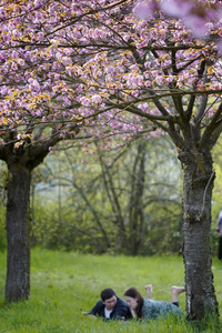 Kirschblüte in Berlin