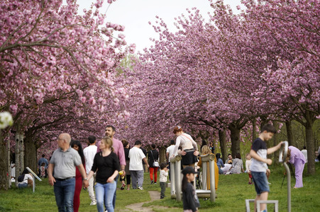 Kirschblüte in Berlin