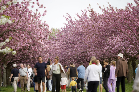 Kirschblüte in Berlin