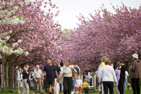 Kirschblüte in Berlin