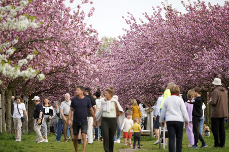 Kirschblüte in Berlin