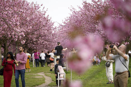 Kirschblüte in Berlin