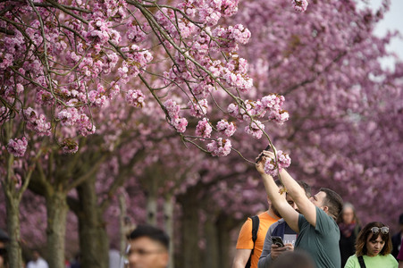 Kirschblüte in Berlin