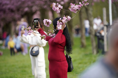 Kirschblüte in Berlin