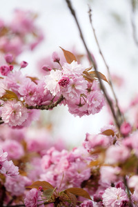 Kirschblüte in Berlin