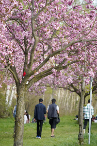 Kirschblüte in Berlin