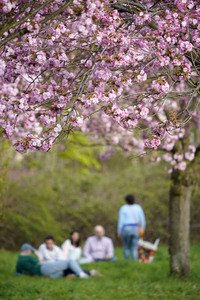 Kirschblüte in Berlin