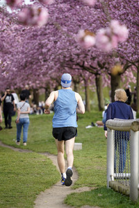 Kirschblüte in Berlin