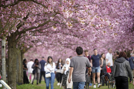 Kirschblüte in Berlin