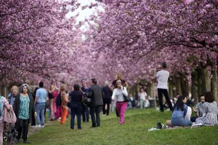 Kirschblüte in Berlin