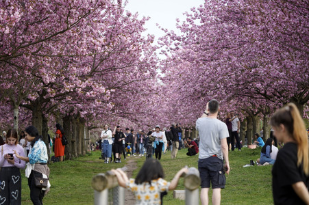 Kirschblüte in Berlin
