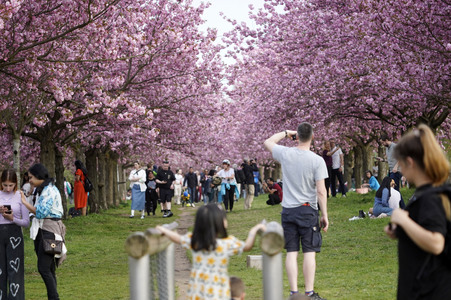 Kirschblüte in Berlin