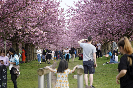 Kirschblüte in Berlin