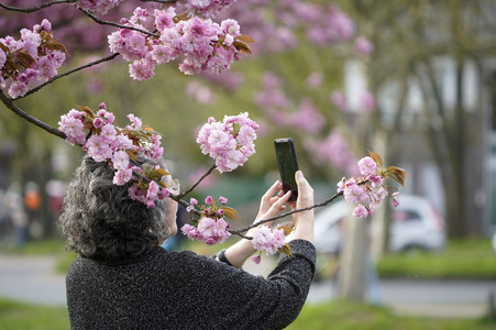 Kirschblüte in Berlin