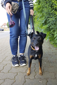 Symbolfoto Hundekotentsorgung