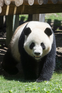 Pandabär-Präsentation in Madrid