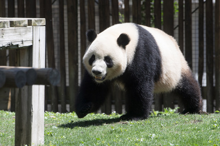 Pandabär-Präsentation in Madrid