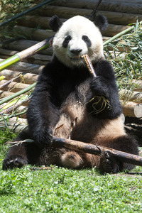 Pandabär-Präsentation in Madrid